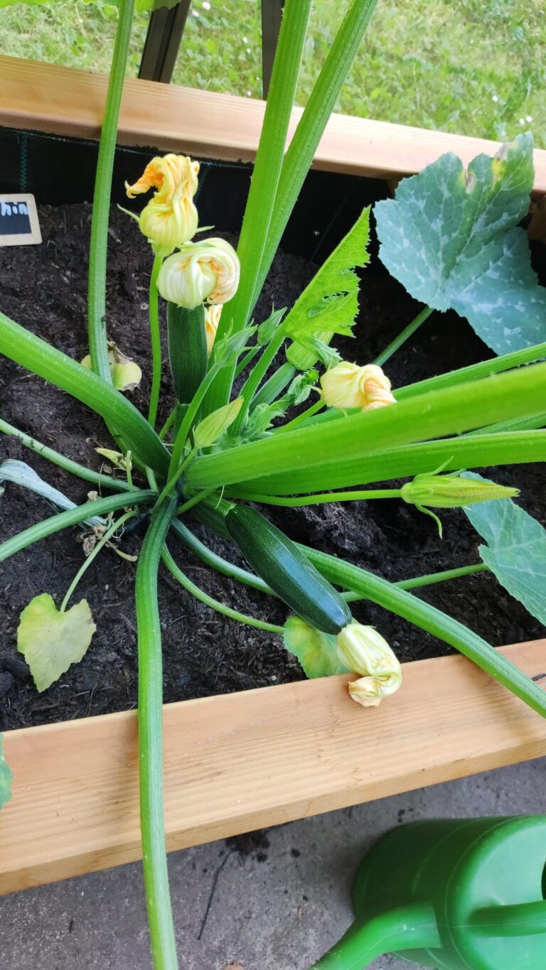 Kleine Zucchinis mit Blüten